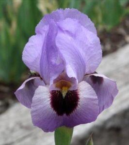 'Nordic Sky' (OGB) photo by Lowell Baumunk 'Nordic Sky' photo by Lowell Baumunk