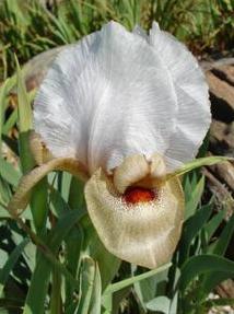 Seedling 'PT9929' photo by Patricia Toolan