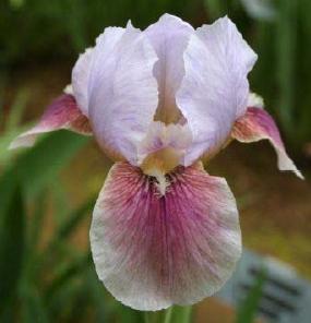 'Sizzle' photo by Nancy Groshong